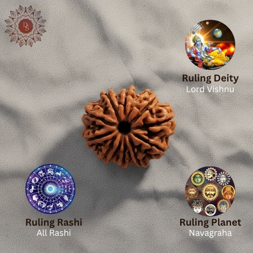10 Mukhi Rudraksha Bead (Indonesian)