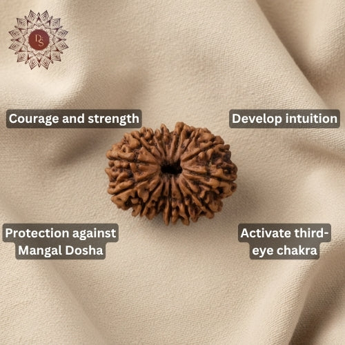 14 Mukhi Rudraksha Bead (Indonesia)