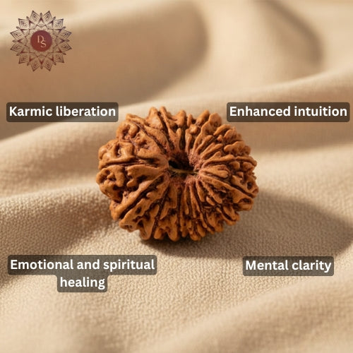 15 Mukhi Rudraksha Bead (Indonesian)