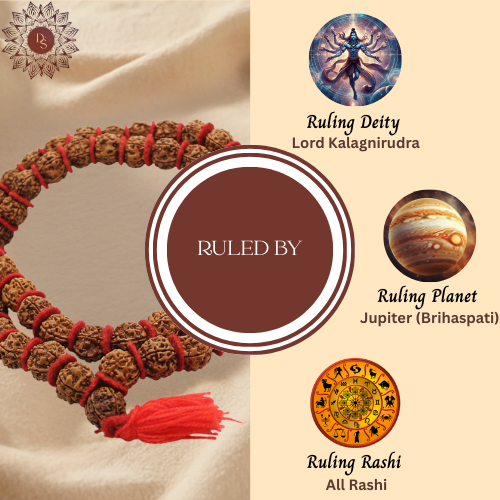 5 Mukhi Kanthi Rudraksha Mala (54+1 Beads)