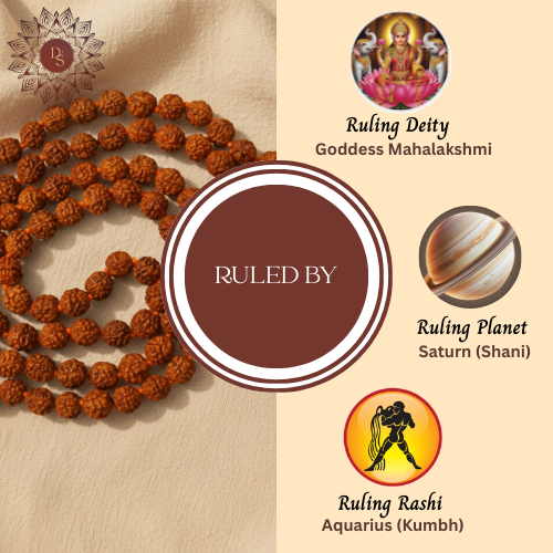 7 Mukhi Rudraksha Mala (108+1 Beads)