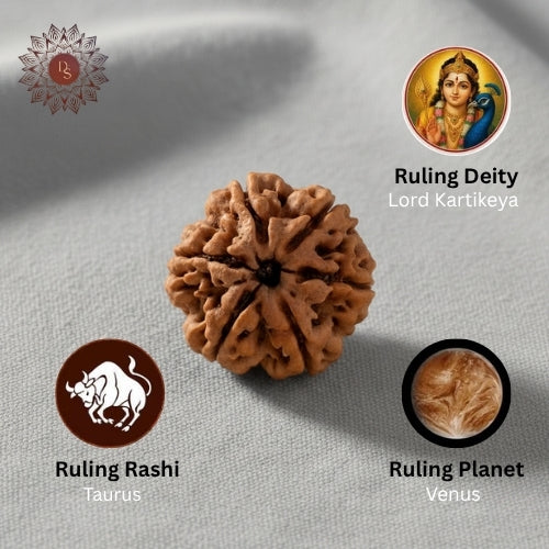 6 Mukhi Rudraksha Bead (Nepali)