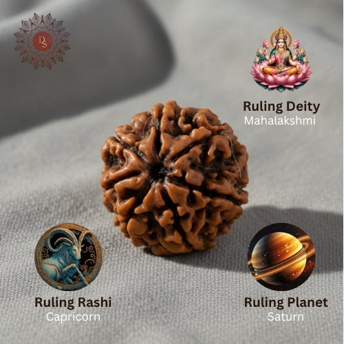 7 Mukhi Rudraksha Bead (Nepali)