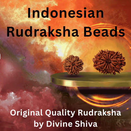Rudraksh Beads Indonesian
