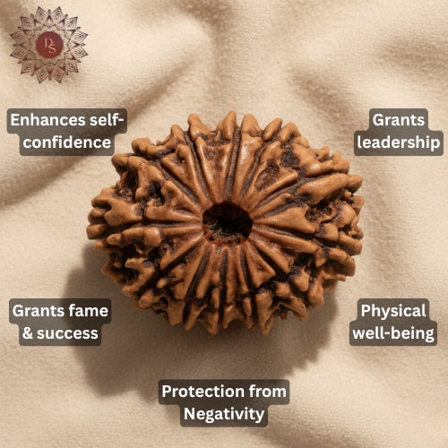 12 Mukhi Rudraksha Bead (Indonesian)