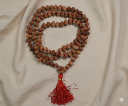12 Mukhi Rudraksha Mala ( 108+1 beads )