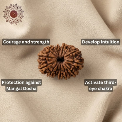 14 Mukhi Rudraksha Bead (Nepali)