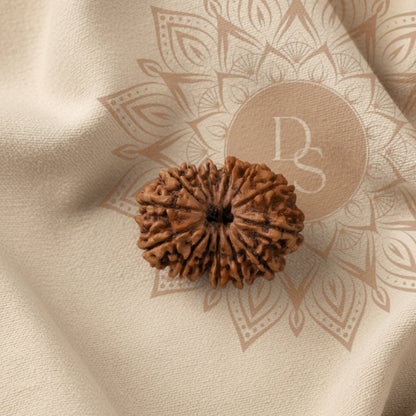 14 Mukhi Rudraksha Bead (Nepali)