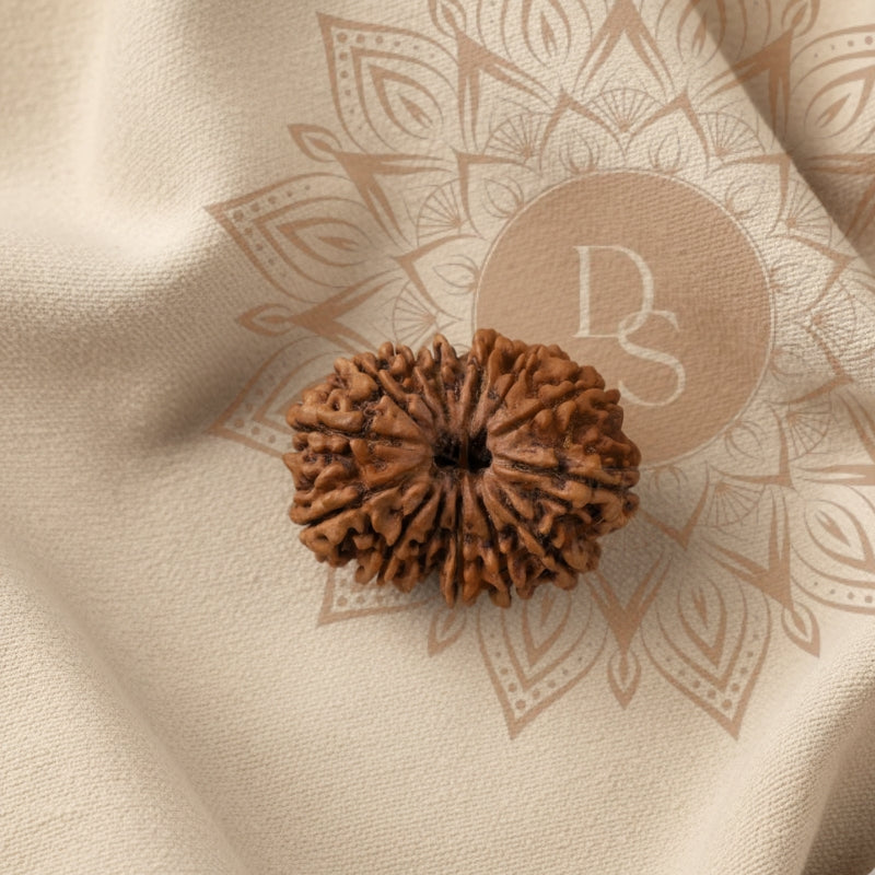 14 Mukhi Rudraksha Bead (Indonesia)