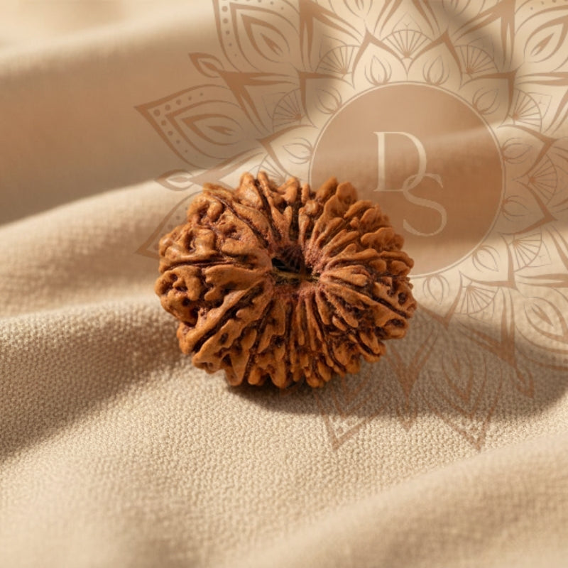 16 Mukhi Rudraksha Bead (Indonesian)