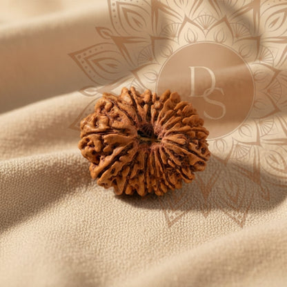 16 Mukhi Rudraksha Bead (Indonesian)
