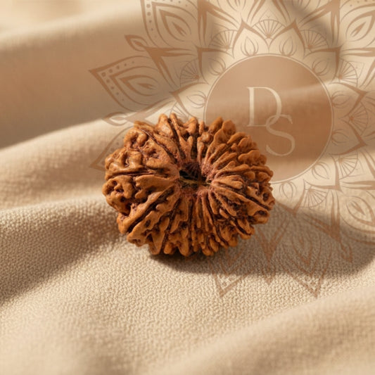15 Mukhi Rudraksha Bead (Indonesian)