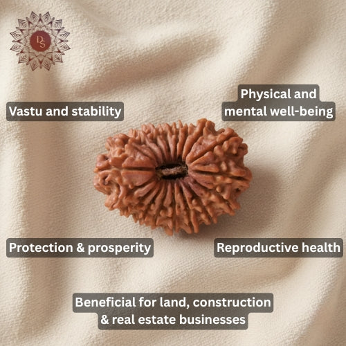 18 Mukhi Rudraksha Bead (Indonesian)
