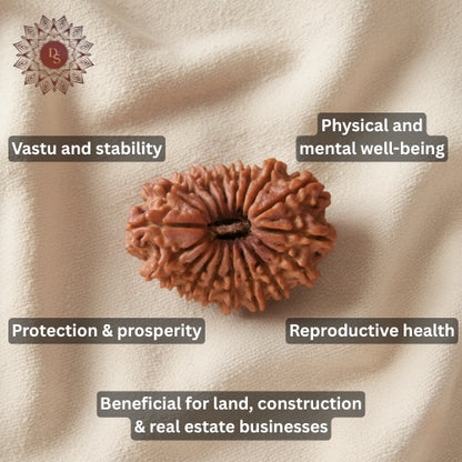 18 Mukhi Rudraksha Bead (Indonesian)