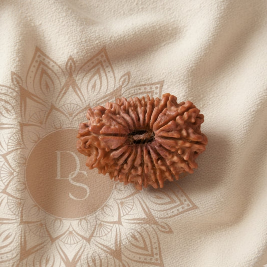 18 Mukhi Rudraksha Bead (Indonesian)