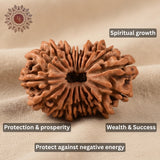 19 Mukhi Rudraksha Bead (Indonesian)