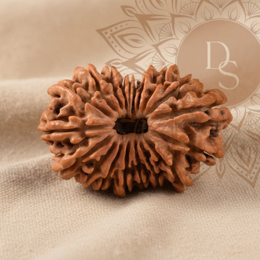 19 Mukhi Rudraksha Bead (Indonesian)