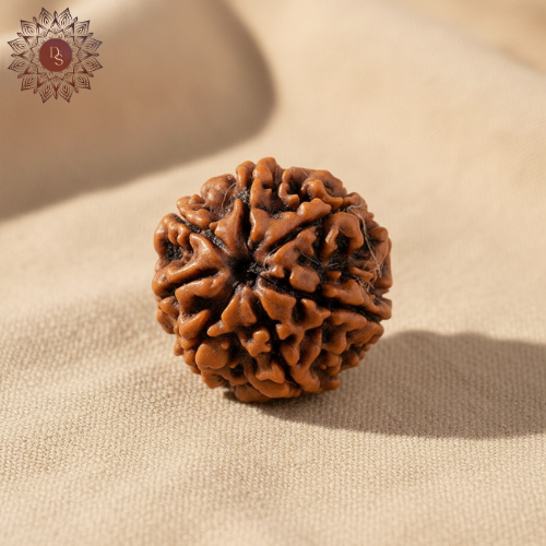 7 Mukhi Rudraksha Bead (Indonesian)