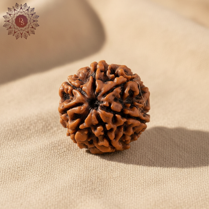 7 Mukhi Rudraksha Bead (Indonesian)