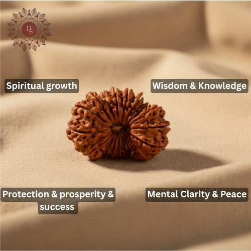 20 Mukhi Rudraksha Bead (Indonesian)
