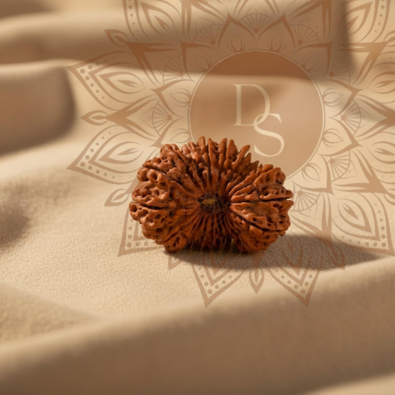 20 Mukhi Rudraksha Bead (Indonesian)