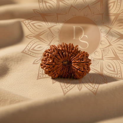 20 Mukhi Rudraksha Bead (Indonesian)