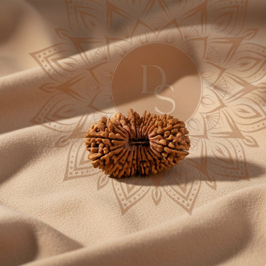21 Mukhi Rudraksha Bead (Indonesian)