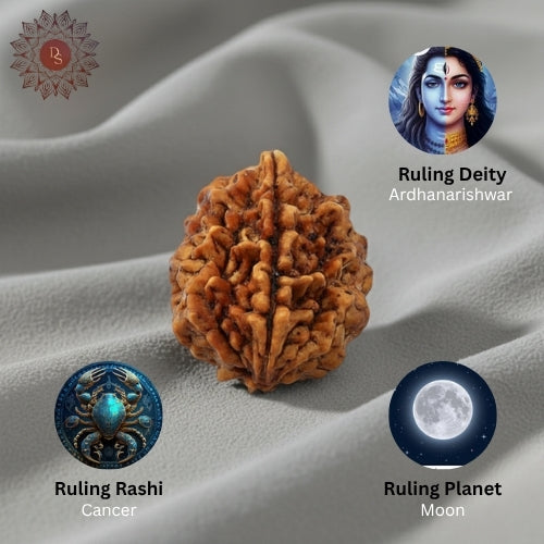 2 Mukhi Rudraksha Bead (Nepali)