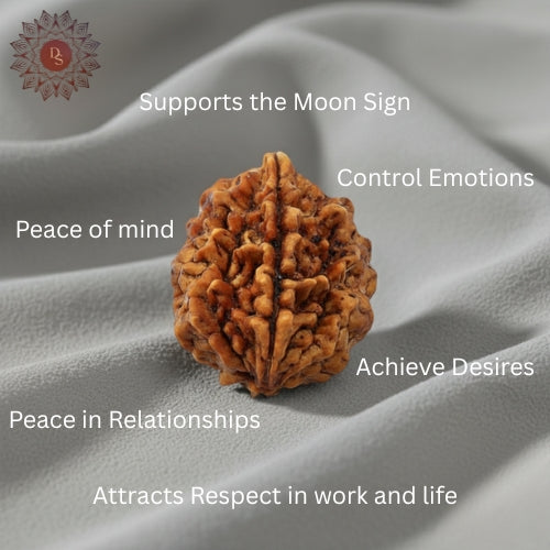 2 Mukhi Rudraksha Bead (Nepali)