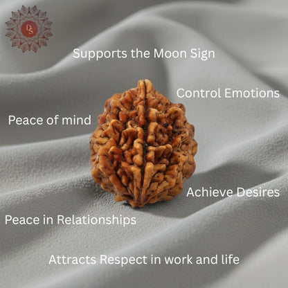 2 Mukhi Rudraksha Bead (Nepali)