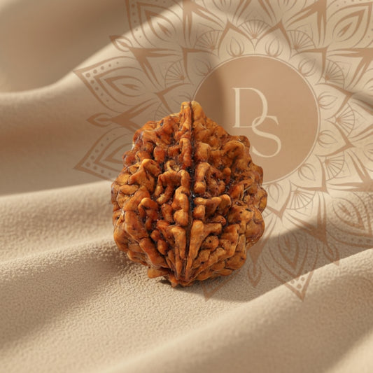 2 Mukhi Rudraksha Bead (Nepali)