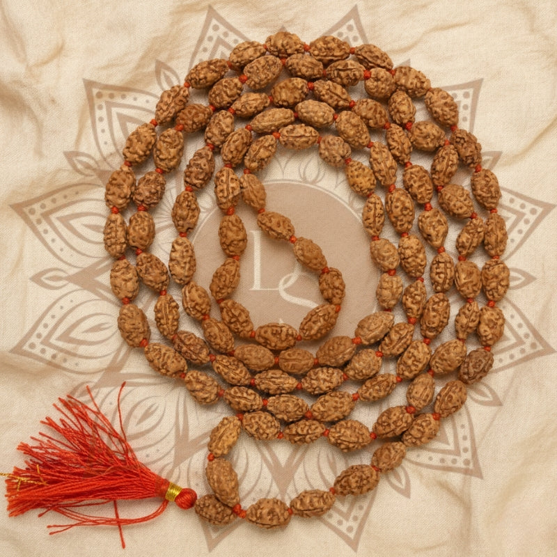 2 Mukhi Rudraksha Mala (108+1 Bead)
