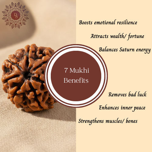 7 Mukhi Rudraksha Bead (Indonesian)