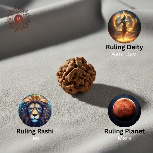 3 Mukhi Rudraksha Bead (Indonesian)