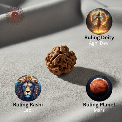 3 Mukhi Rudraksha Bead (Indonesian)