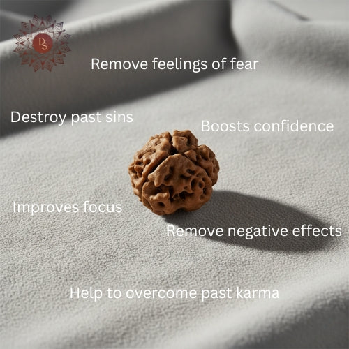 3 Mukhi Rudraksha Bead (Indonesian)