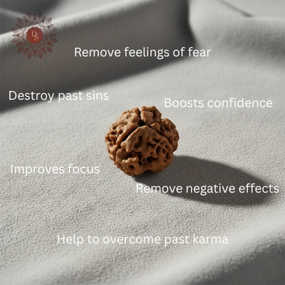 3 Mukhi Rudraksha Bead (Indonesian)
