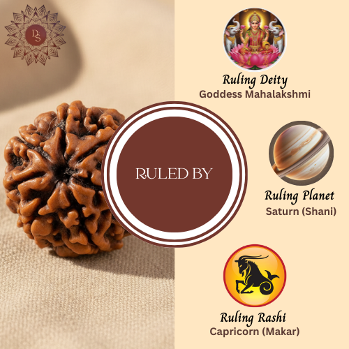 7 Mukhi Rudraksha Bead (Indonesian)