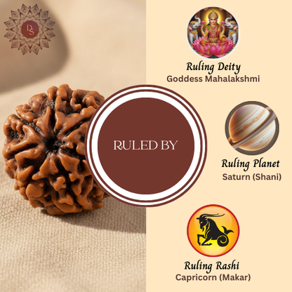 7 Mukhi Rudraksha Bead (Indonesian)