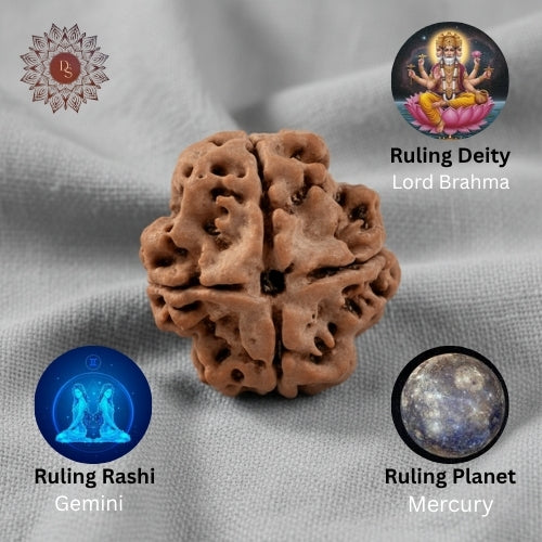 4 Mukhi Rudraksha Bead (Indonesian)