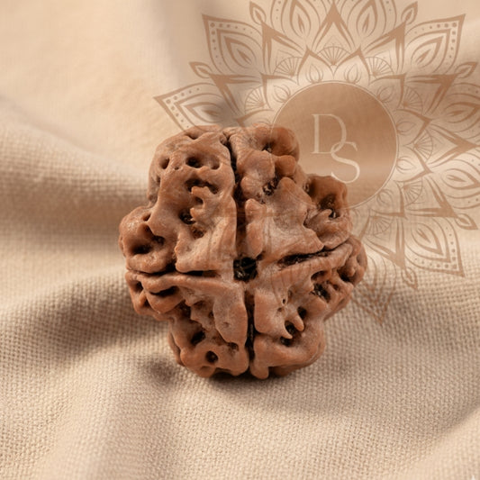4 Mukhi Rudraksha Bead (Nepali)