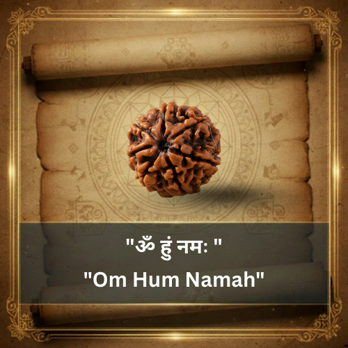 7 Mukhi Rudraksha Bead (Indonesian)