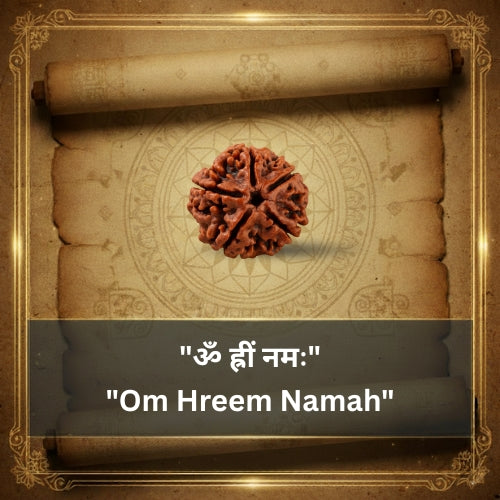 5 Mukhi Rudraksha Bead (Nepali)