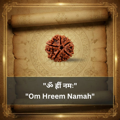 5 Mukhi Rudraksha Bead (Nepali)