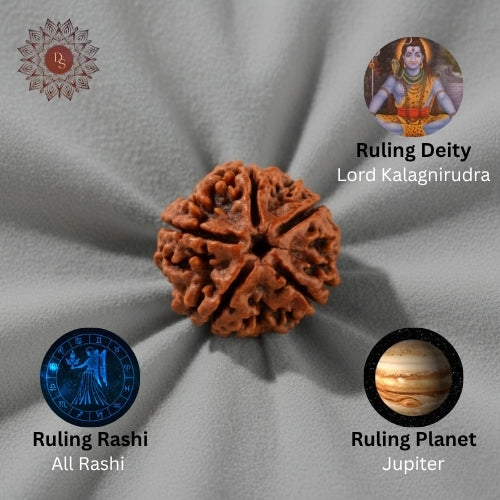 5 Mukhi Rudraksha Bead (Nepali)