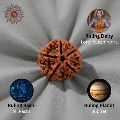 5 Mukhi Rudraksha Bead (Nepali)