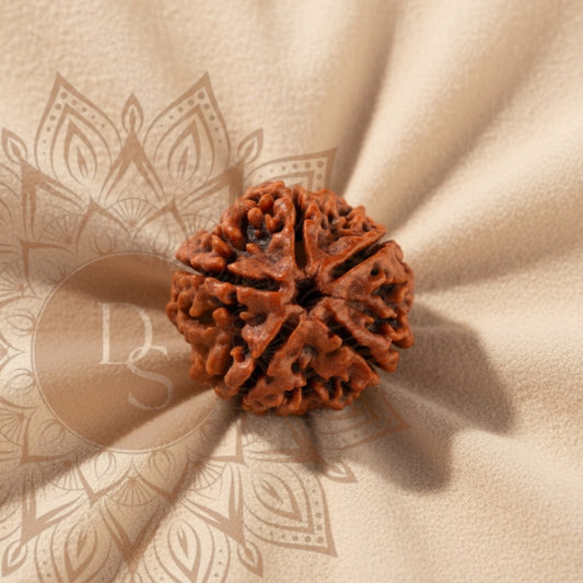 5 Mukhi Rudraksha Bead (Nepali)