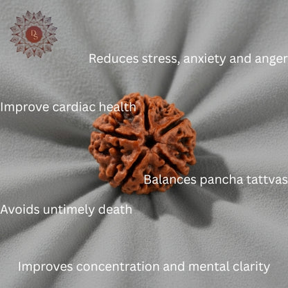 5 Mukhi Rudraksha Bead (Nepali)