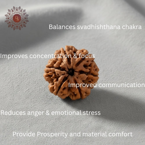 6 Mukhi Rudraksha Bead (Indonesian)