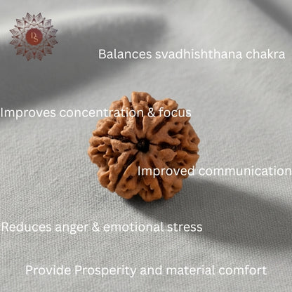 6 Mukhi Rudraksha Bead (Indonesian)